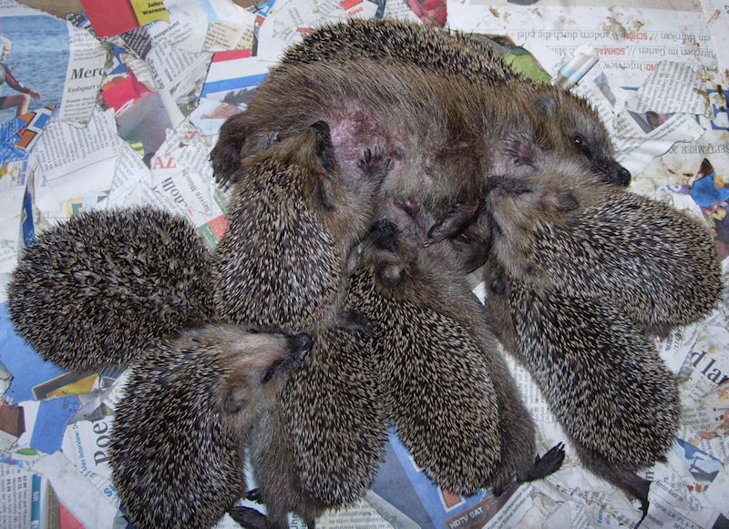 Mit freundlicher Genehmigung von Barbara Schwalbe - Tierschutzverein Schwetzingen und Umgebung e.V.