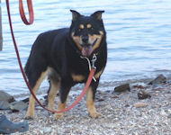 DORA