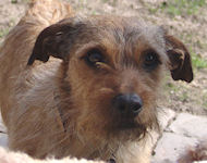 NOEL