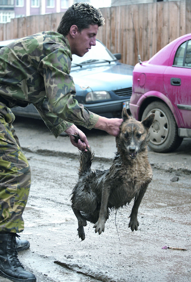 hunde rumänien tötungsstation