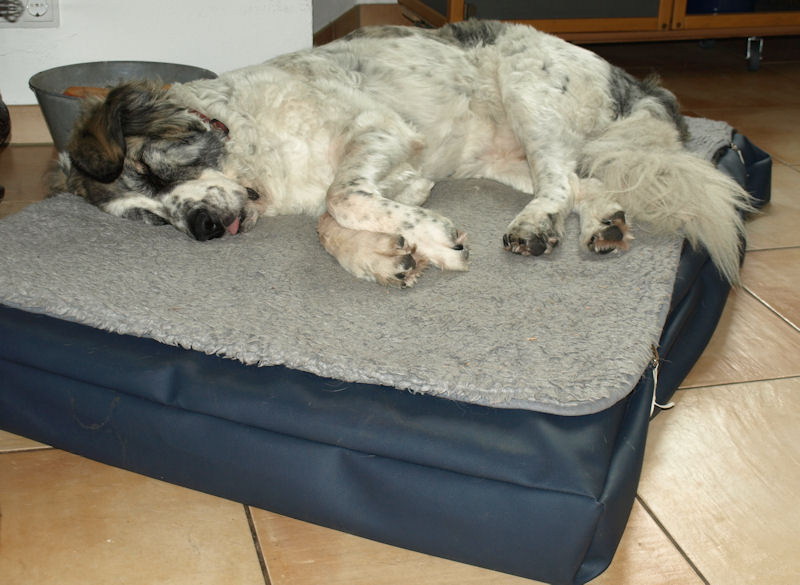 geflochtene hundeleine Ferdinando Hundeleine – Lederleine von 2.8 Design für Hunde main image 0