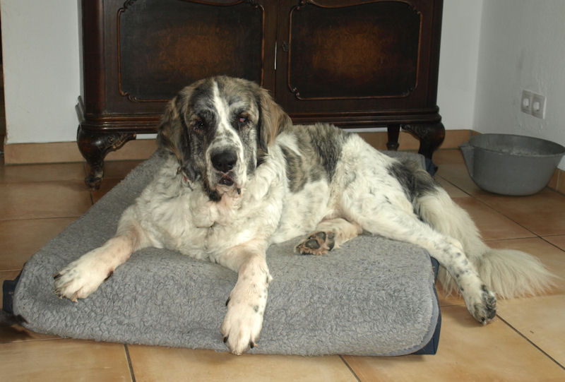 gefriergetrocknetes hundefutter Pferdeherzen gefriergetrocknet - MIX MEAL Trockenbarf - Hunde und Katzen  barfen main image 0