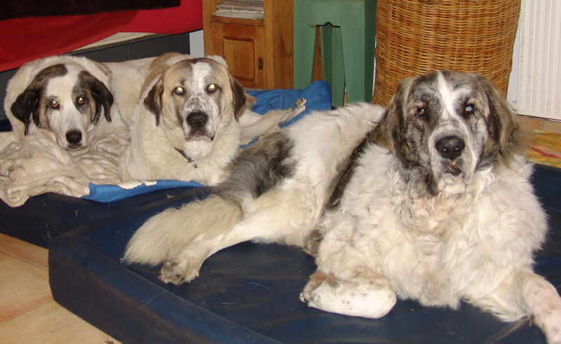 kudde hundebett erfahrungen Hundebett KUDDE veganes Kuschelfell: Orthopädisch & kuschelig main image 1