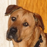 COBI